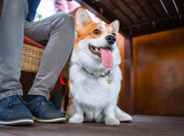 hotel in quedgeley dog under table